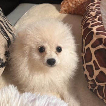 chiot Spitz allemand Tony Pomeranians Paradise
