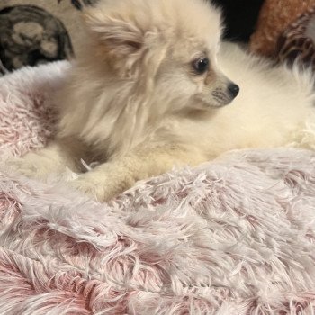 chiot Spitz allemand Tony Pomeranians Paradise