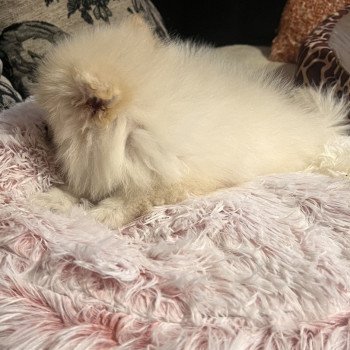 chiot Spitz allemand Tony Pomeranians Paradise
