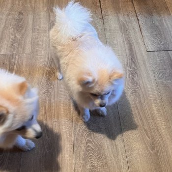 chiot Spitz allemand Tony Pomeranians Paradise