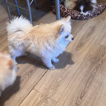 chiot Spitz allemand Tony Pomeranians Paradise