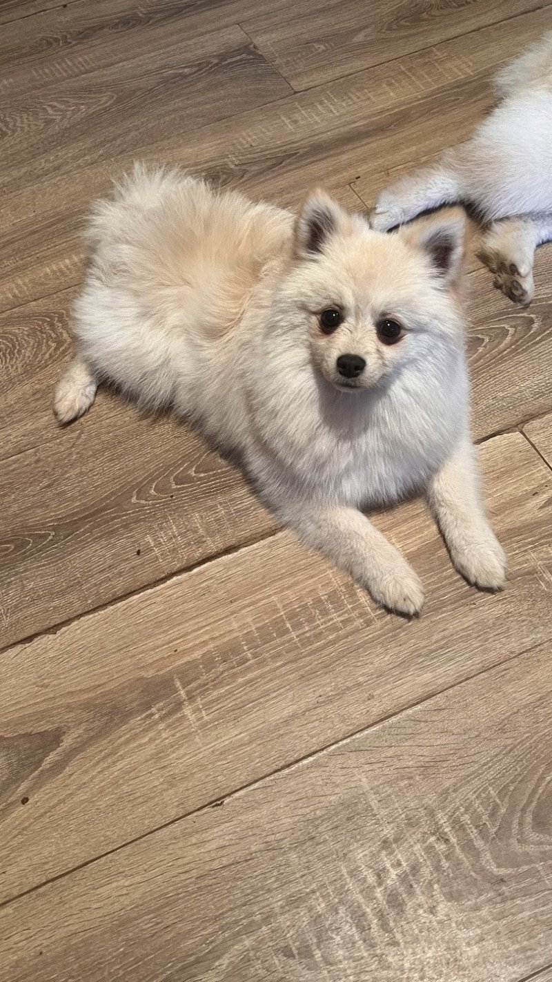 Tony Mâle Spitz allemand