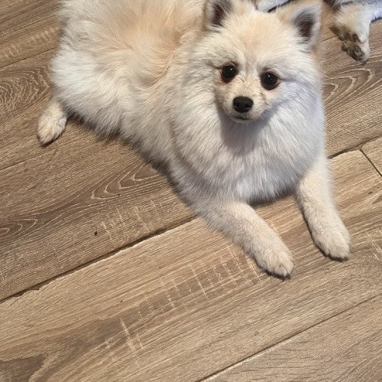Tony Mâle Spitz allemand
