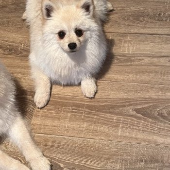 chiot Spitz allemand Tony Pomeranians Paradise