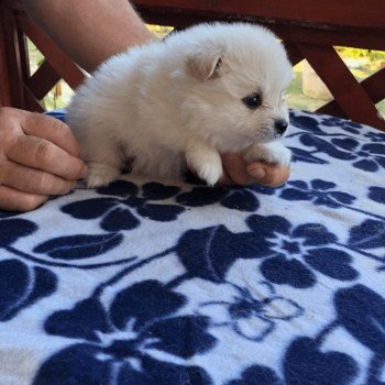 chiot Spitz allemand Homme 02 Pomeranians Paradise