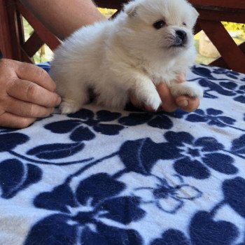 chiot Spitz allemand Homme 02 Pomeranians Paradise