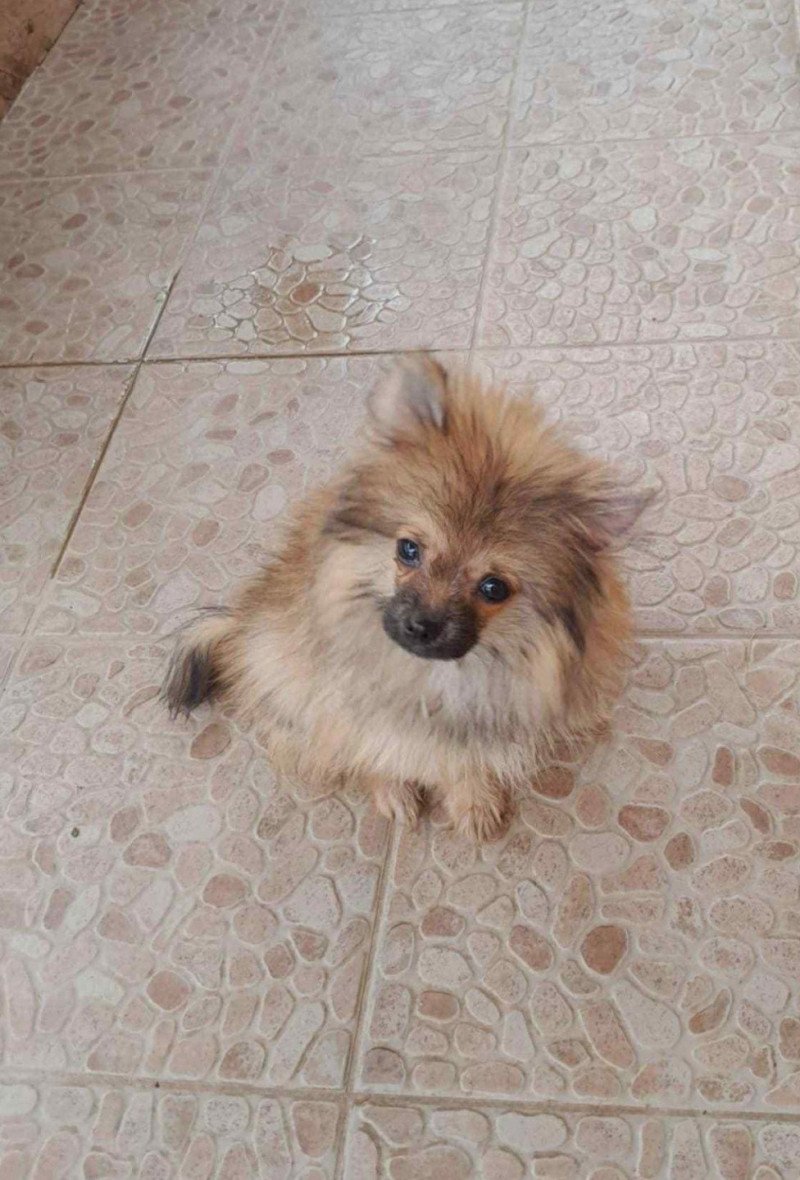 Bubby Mâle Spitz allemand