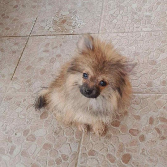 Bubby Mâle Spitz allemand