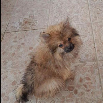 chiot Spitz allemand Homme 1 Pomeranians Paradise