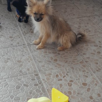 chiot Spitz allemand Bubby Pomeranians Paradise