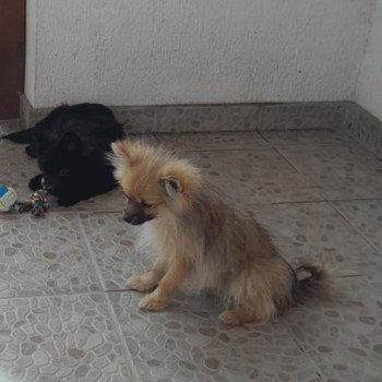 chiot Spitz allemand Bubby Pomeranians Paradise