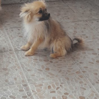 chiot Spitz allemand Bubby Pomeranians Paradise