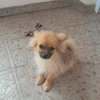 chiot Spitz allemand Bubby Pomeranians Paradise