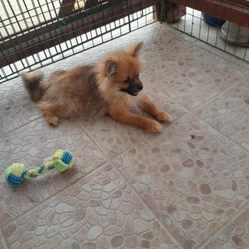chiot Spitz allemand Bubby Pomeranians Paradise