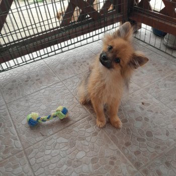 chiot Spitz allemand Bubby Pomeranians Paradise
