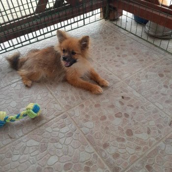 chiot Spitz allemand Bubby Pomeranians Paradise