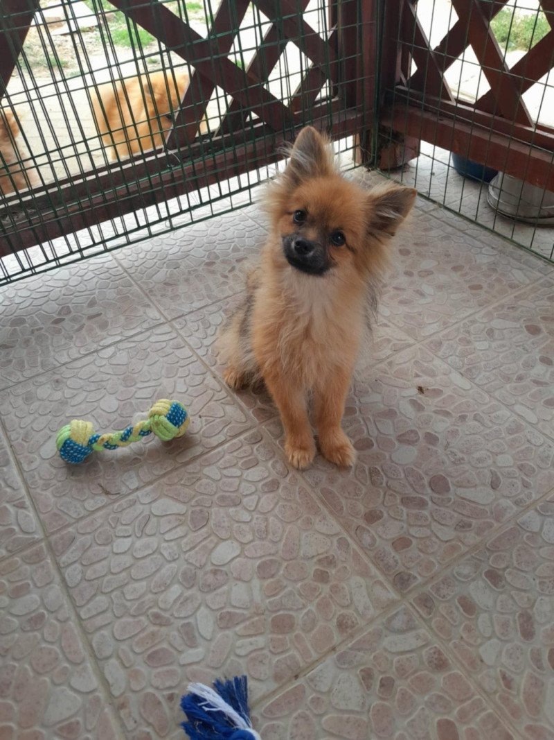 Bubby Mâle Spitz allemand