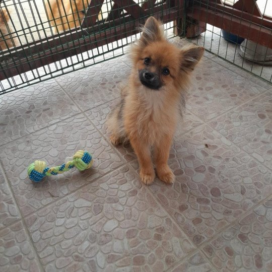 Bubby Mâle Spitz allemand