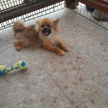 chiot Spitz allemand Bubby Pomeranians Paradise