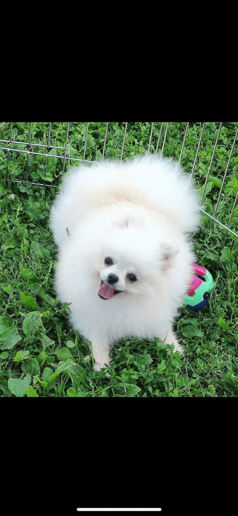 Kevin ElBandi kennel Mâle Spitz allemand