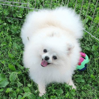 chien Spitz allemand Kevin Pomeranian Paradise