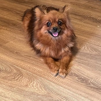chien Spitz allemand Ledi Pomeranians Paradise