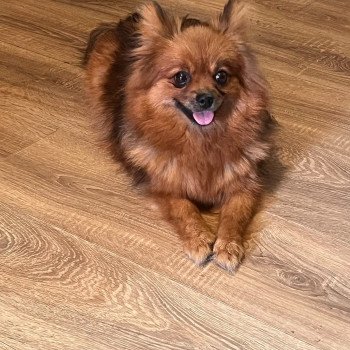 chien Spitz allemand Ledi Pomeranians Paradise
