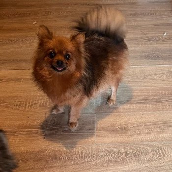 chien Spitz allemand Ledi Pomeranians Paradise