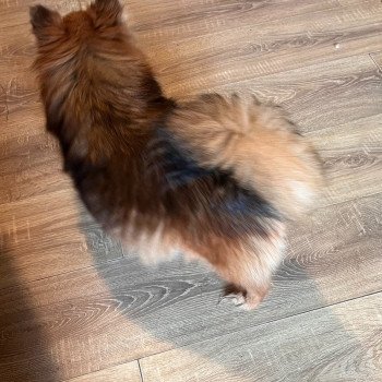 chien Spitz allemand Ledi Pomeranians Paradise