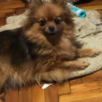 chien Spitz allemand Ledi Pomeranian Paradise