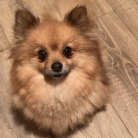 Lencsike Femelle Spitz allemand