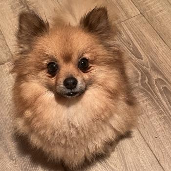chien Spitz allemand orange sable Lencsike Pomeranians Paradise