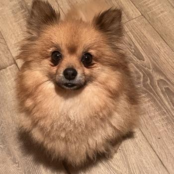 chien Spitz allemand orange sable Lencsike Pomeranians Paradise