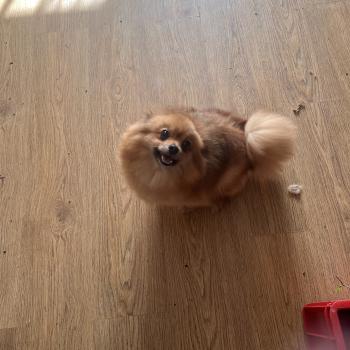 chien Spitz allemand orange sable Lencsike Pomeranians Paradise