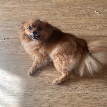 chien Spitz allemand orange sable Lencsike Pomeranians Paradise
