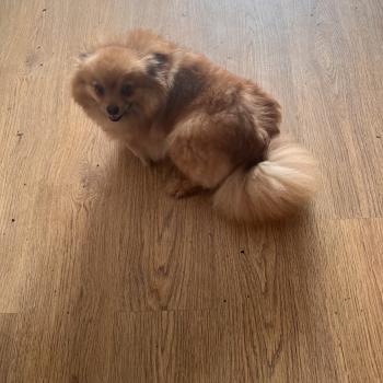chien Spitz allemand orange sable Lencsike Pomeranians Paradise