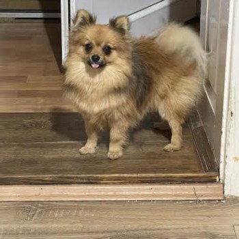chien Spitz allemand orange sable Lencsike Pomeranian Paradise