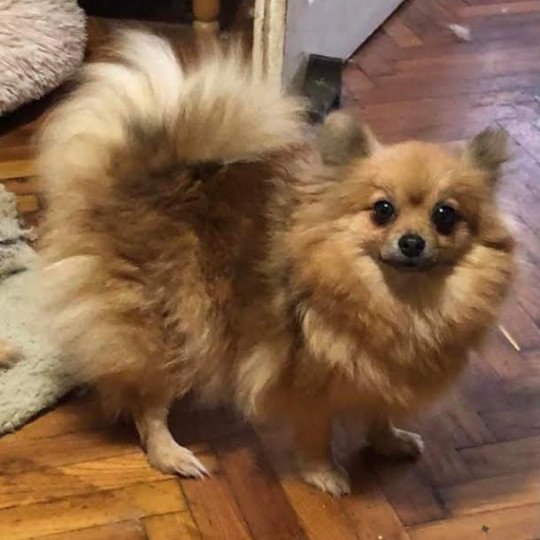 Lencsike Femelle Spitz allemand