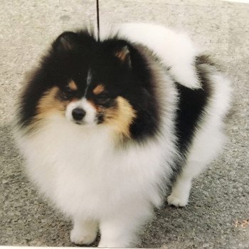 chien Spitz allemand Lujza Pomeranians Paradise