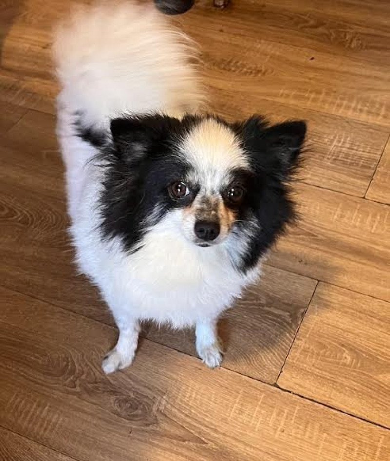Lujza Femelle Spitz allemand