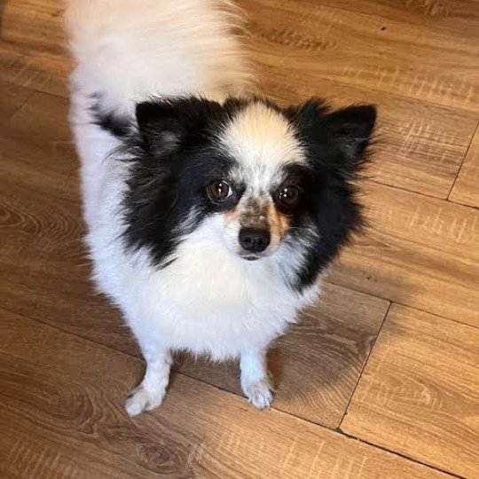 Lujza Femelle Spitz allemand
