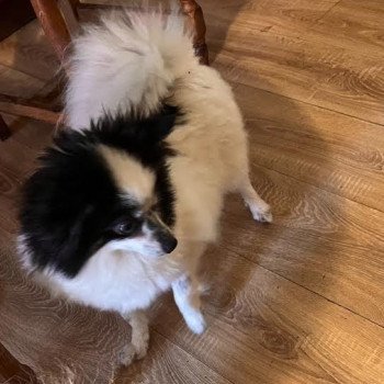 chien Spitz allemand Lujza Pomeranians Paradise