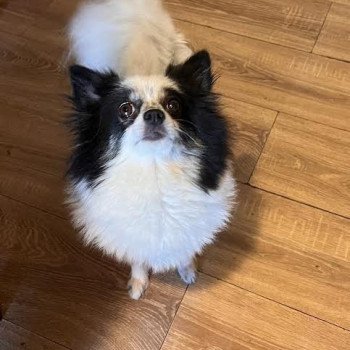 chien Spitz allemand Lujza Pomeranians Paradise