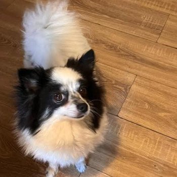 chien Spitz allemand Lujza Pomeranians Paradise
