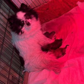 chien Spitz allemand Lujza Pomeranians Paradise