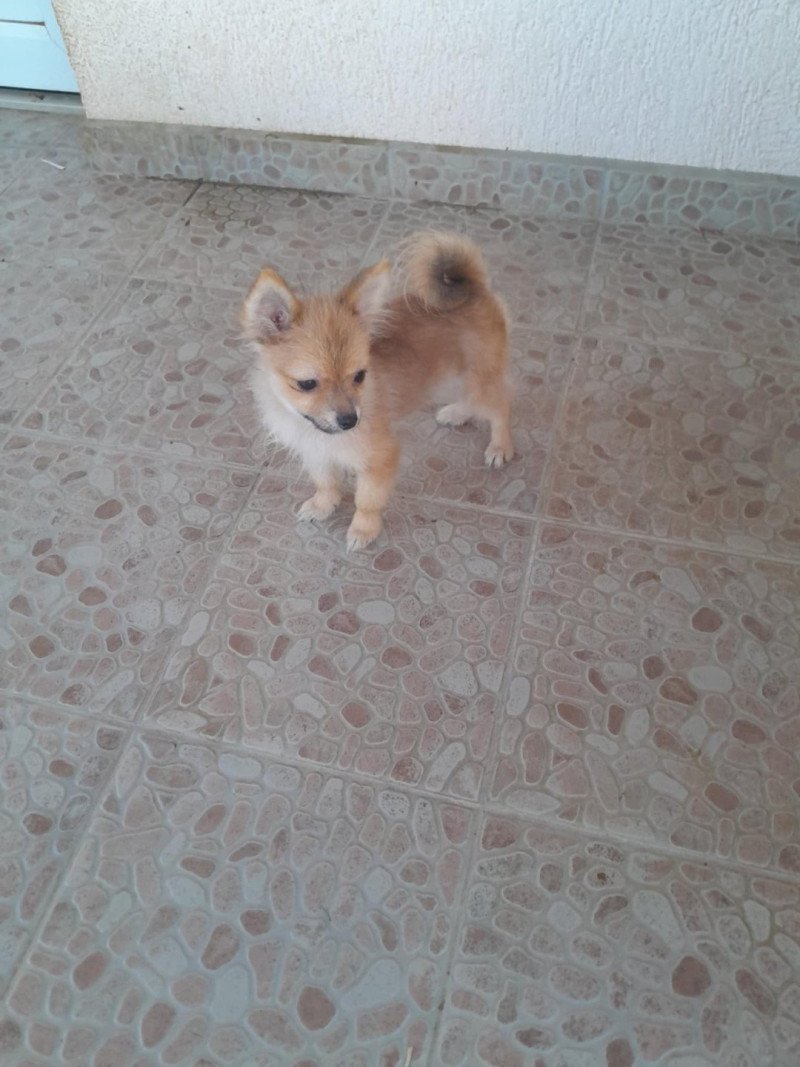 Macho Mâle Spitz allemand