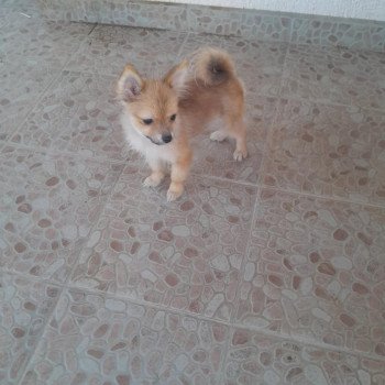 chiot Spitz allemand Macho Pomeranians Paradise