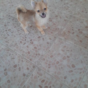 chiot Spitz allemand Macho Pomeranians Paradise