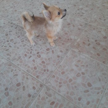 chiot Spitz allemand Macho Pomeranians Paradise