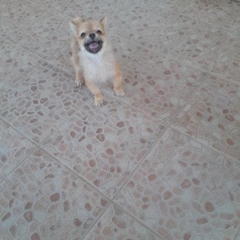 chiot Spitz allemand Macho Pomeranians Paradise